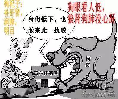 狼心狗肺是什么生肖请全面2释义、解释与落实、深度解答解释落实